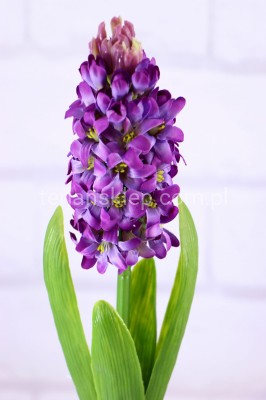 Hiacynt z liśćmi SUN561 purple #2823 ass1