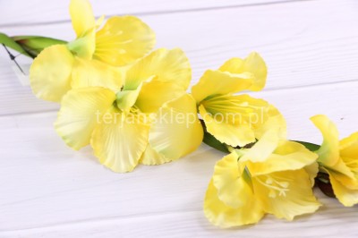 Mieczyk gał. SUN367 deep yellow #2882 