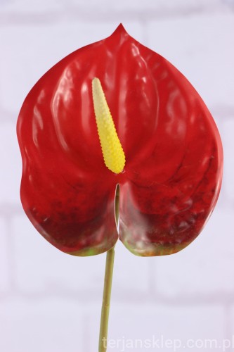 7024.JPG