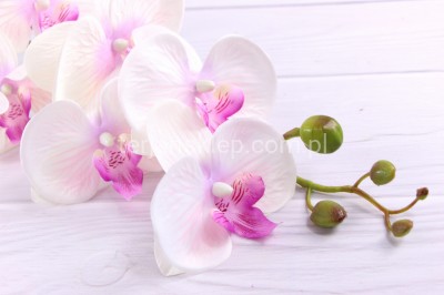 Storczyk gał. CV04070 white pink #4