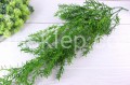 7096.JPG