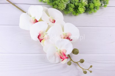 Storczyk gumowany CV14866 white pink #2