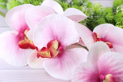 Storczyk gumowany CV14866 pink #3