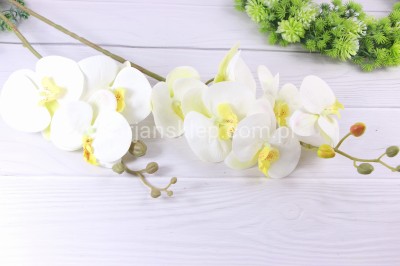 Storczyk gumowany "2" CV14865 cream yellow #1