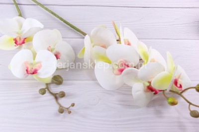 Storczyk gumowany "2" CV14865 cream pink #2