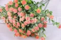 7650.JPG