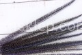 00005511.JPG