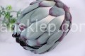 8109.JPG