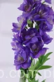 8402.JPG