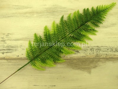 Paproć TIK030(12 szt) lt green 