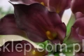 8884.JPG