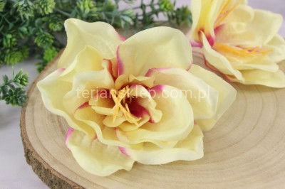 Amarylis wyrobowy P002 (12 szt) lemon lavender