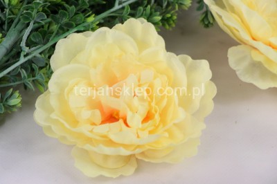 Peonia K089 (12 szt) lemon
