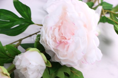 Peonia SUN117 cream/powder pink #3077 /  #ass12