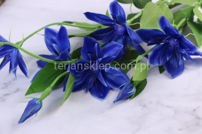 Clematis DUŻA gał. SUN508 blue #2669