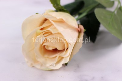 Róża gał. ART004 apricot cream #144