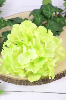 Hortensja wyrobowa SUN644 lt green  #2864 / powder green #3498