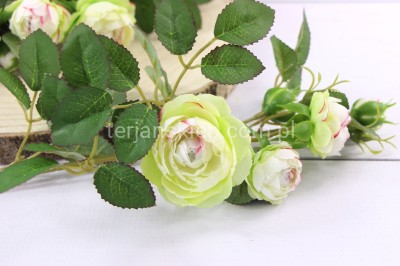 Dzika róża EDEN ROSE (6 gał.) SUN760 lt green #1960