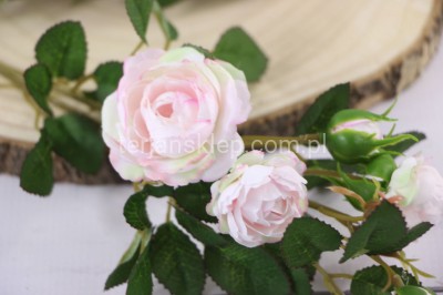 Dzika róża EDEN ROSE (6 gał.) SUN760 powder pink #3061