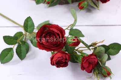 Dzika róża EDEN ROSE (6 gał.) SUN760 red green #2137