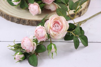 Dzika róża EDEN ROSE (6 gał.) SUN760 delicate apricot #3063