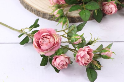 Dzika róża EDEN ROSE (6 gał.) SUN760 mauve lt pink #3067