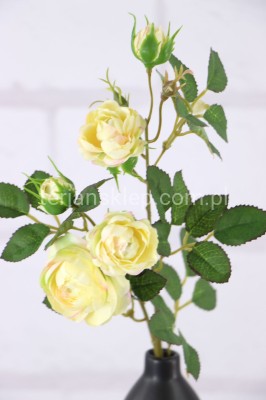 Dzika róża EDEN ROSE (6 gał.) SUN760 vanilla #3062 / lt yellow