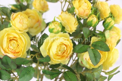 Dzika róża EDEN ROSE (6 gał.) SUN760 lemon #2160 (żółta)