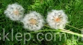 IMG_8194.jpg