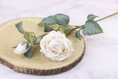 Róża gałązkowa Vintage LLH916 cream