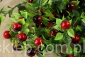 15757.JPG