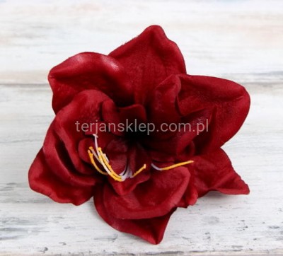 Amarylis wyrobowy P002 (12 szt) cherry