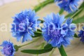 17209.JPG