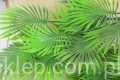 17327.JPG