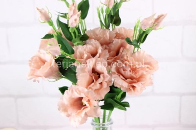 Eustoma SUN357 (12 szt) hazelnut #3117