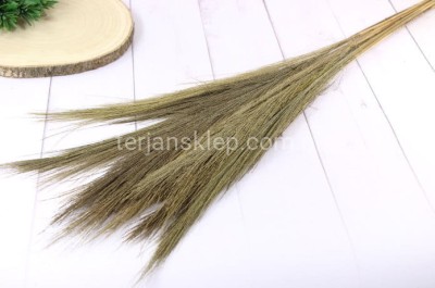 Broom grass TRAWA PAMPASOWA wiązka natural
