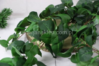 Bluszcz Filodendron BL020 (duży) green