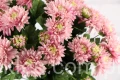 20031.JPG