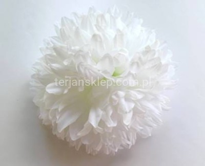 Chryzantema K153 (12szt) white