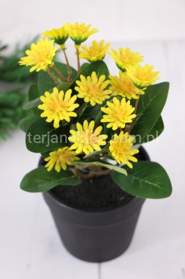 Rumianki w doniczce YD316 żółte