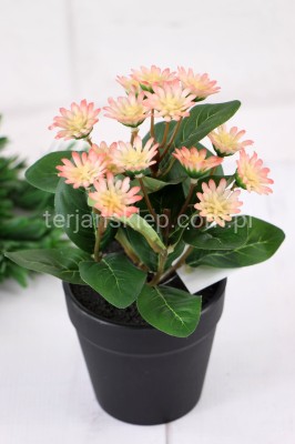 Rumianki w doniczce YD316 j.róż