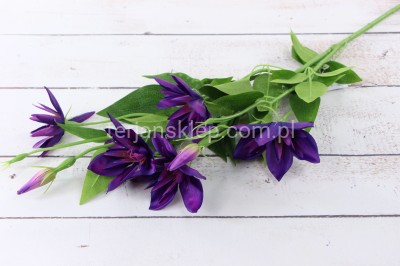 Clematis DUŻA gał. SUN508 purple beauty #1824 /ass#4