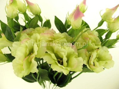 Eustoma SUN357 (12 szt) LT GREEN (j.zieleń/j.róż akcenty) #1364 