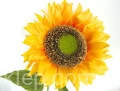 8c2e87e93348a243b399a8a8e824f27bf072bd6e