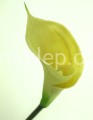 eb1742714c5c1d577ed44fd37f89765d0c609d73