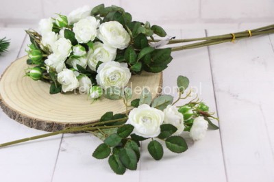 Dzika róża EDEN ROSE (6 gał.) SUN760 deep cream #1583