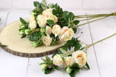 Dzika róża EDEN ROSE (6 gał.) SUN760 pearl peach #2285