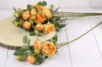 Dzika róża EDEN ROSE (6 gał.) SUN760 lt tea #24