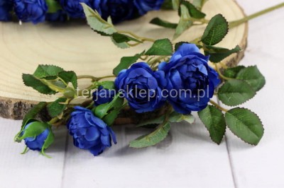 Dzika róża EDEN ROSE (6 gał.) SUN760 dr blue #1342