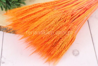 Pszenżyto pęczek orange